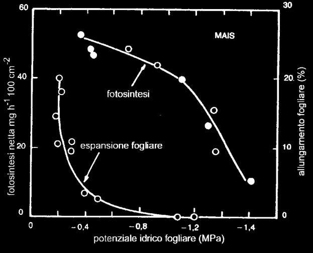 A questo punto non vi sarà più passaggio di liquido dalla soluzione interna alla cellula verso l esterno e viceversa. In condizioni di isotonia, Ψp oscilla, generalmente, tra +0,3 e +0,5 MPa.