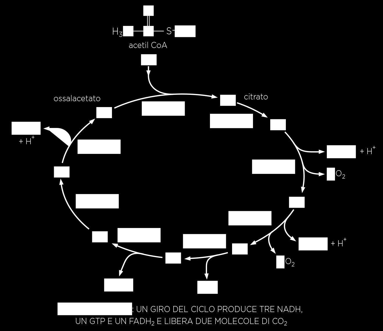 matrice mitocondriale: ciclo di Krebs o ciclo dell acido citrico ogni ciclo catalizza l ossidazione dei due