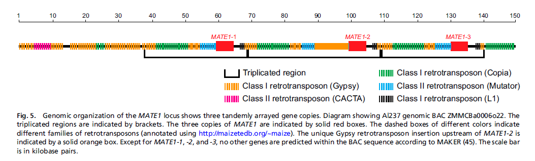 Una duplicazione recente In mais il gene MATE1 può subire duplicazione.