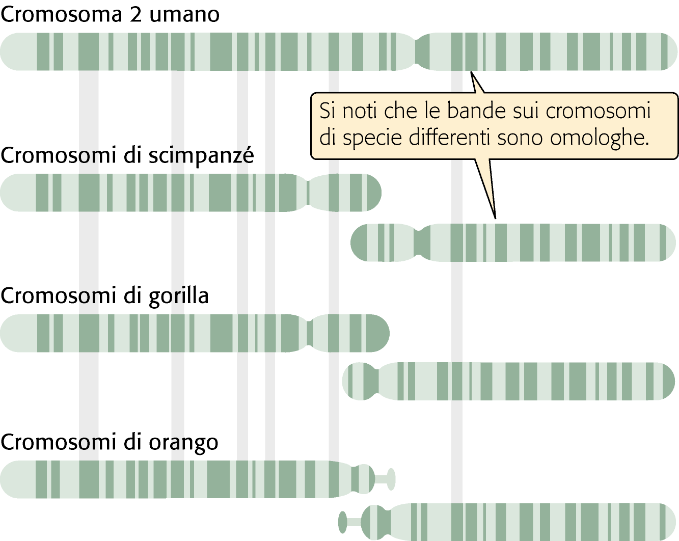 Evoluzione del genoma La traslocazione robertsoniana mi è utile per raccontarvi due cose.