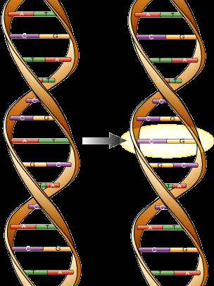 SNP: single nucleotide polymorphism Mutazione genetica dovuta alla