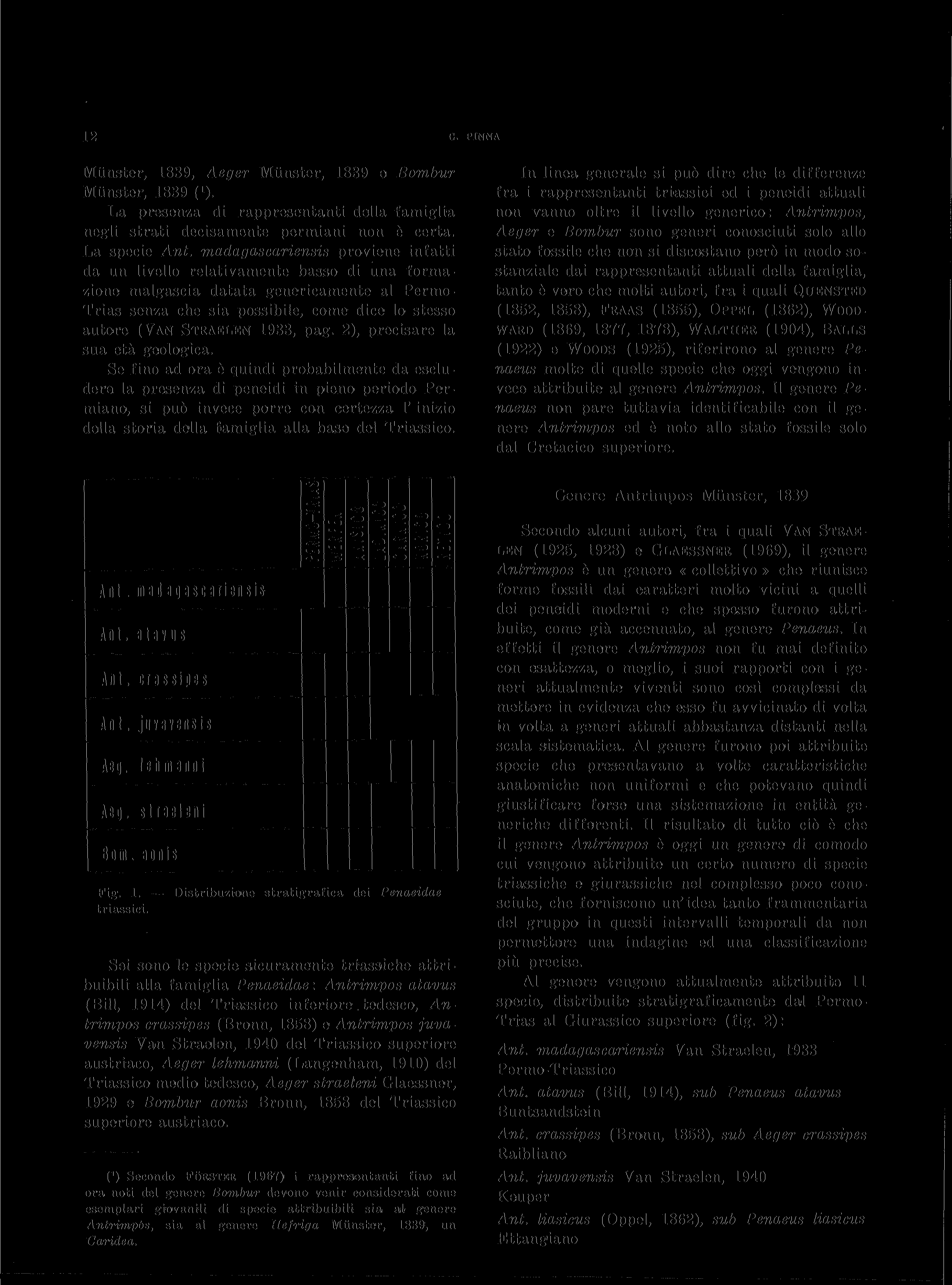 12 G. PINNA Miinster, 1839, Aeger Miinster, 1839 e Bombur Miinster, 1839 0). La presenza di rappresentanti della famiglia negli strati decisamente permiani non è certa. La specie Ant.