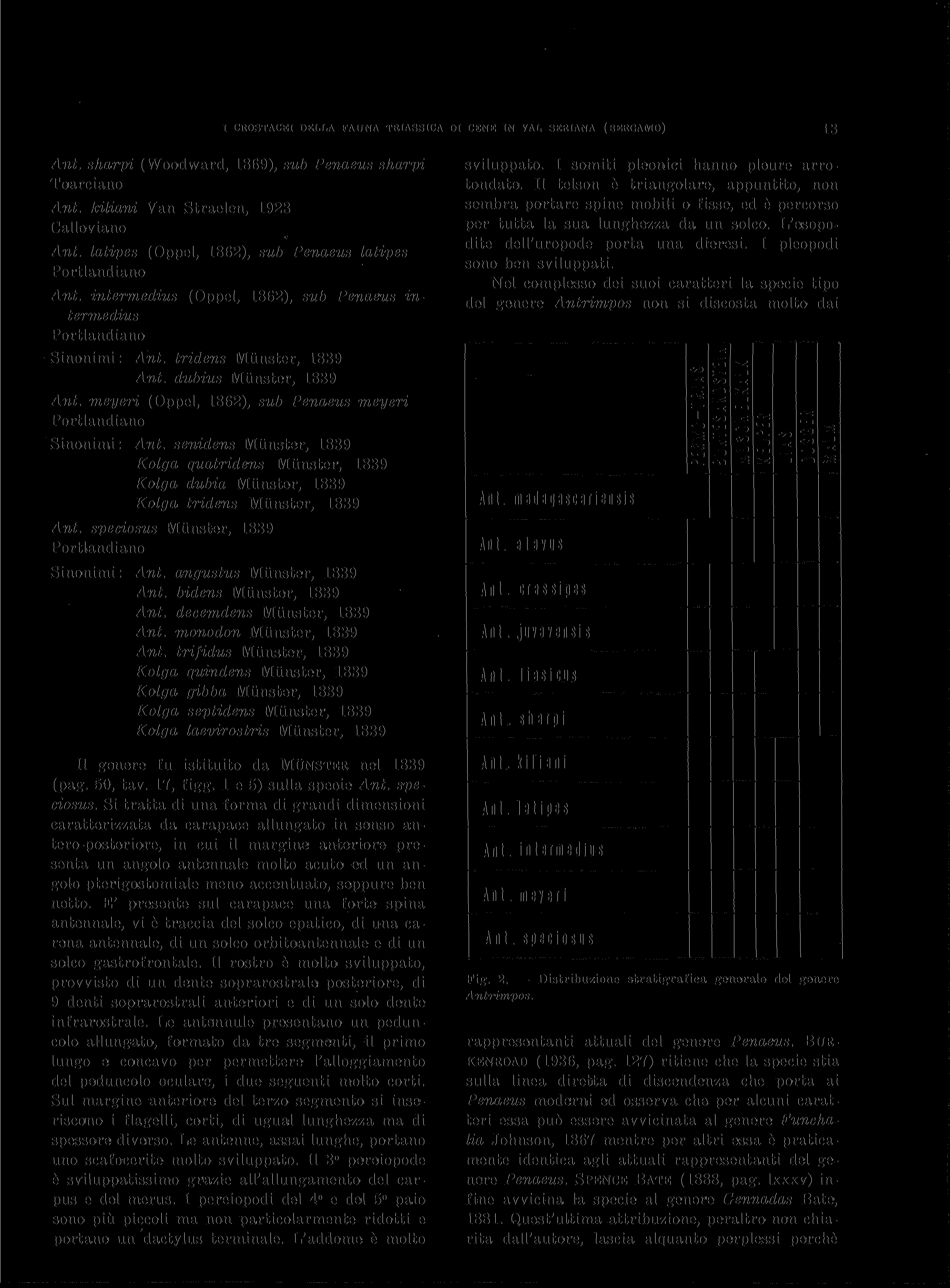 I CROSTACEI DELLA FAUNA TRIASSICA DI CENE IN VAL SERIANA (BERGAMO) 13 Ant. sharpi (Woodward, 1869), sub Penaeus sharpi Toiarciano Ant. kiliani Van Straelen, 1923 Calloviano Ant.