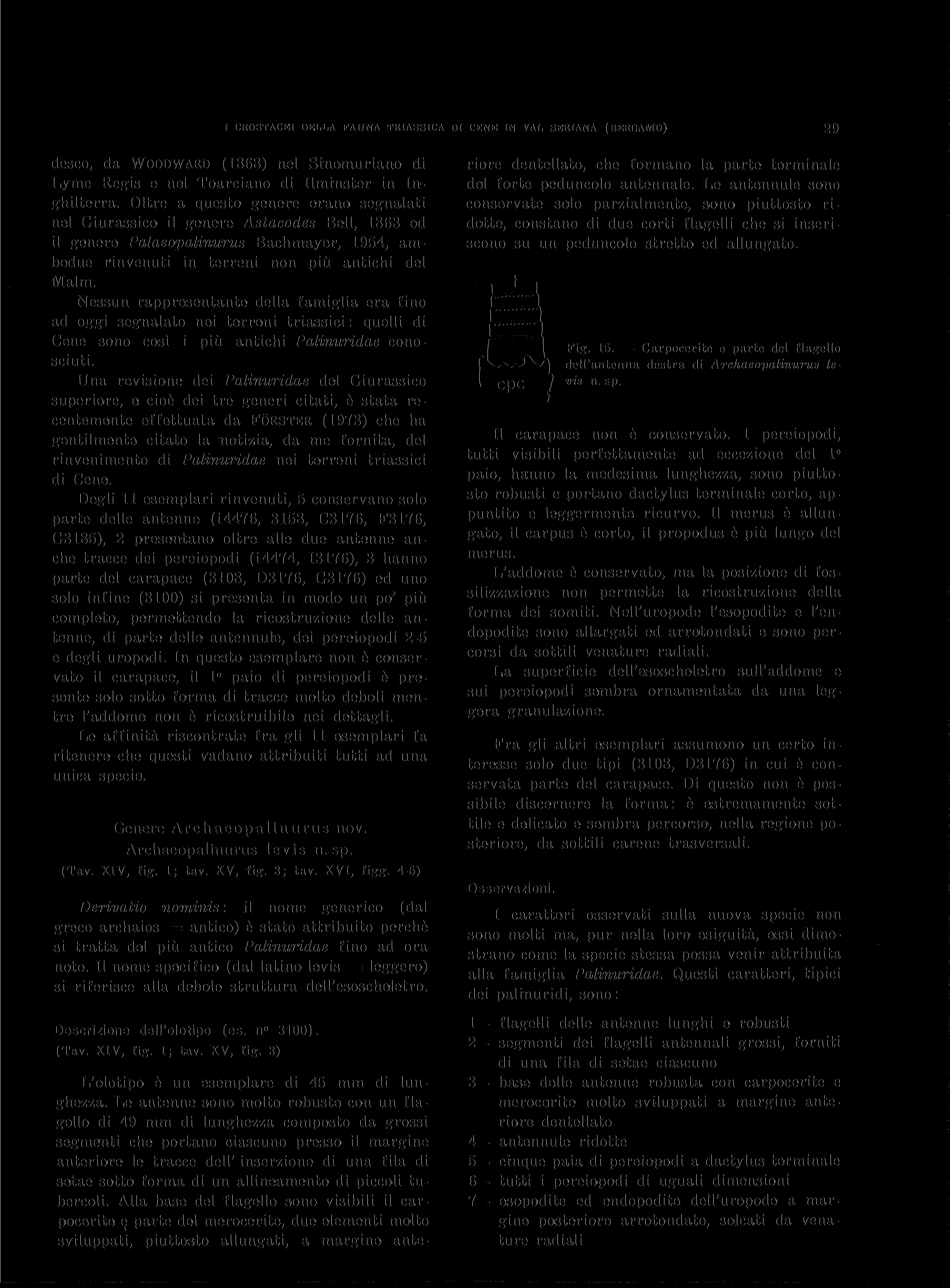 I CROSTACEI DELLA FAUNA TRIASSICA DI CENE IN VAL SERIANA (BERGAMO) 29 desco, da WOODWARD (1868) nel Sinemuriano di Lyme Regis e nel Toarciano di Ilminster in Inghilterra.