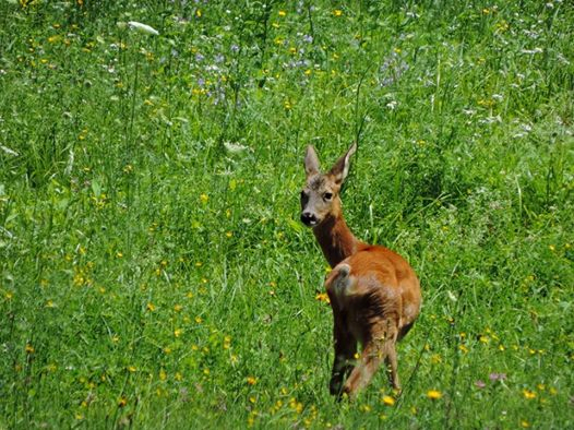 LA DENTIZIONE DEL CAPRIOLO: oltre i 14 mesi 2 anni: P2 e P3 aumentano l ampiezza delle linee di dentina e le fessure si