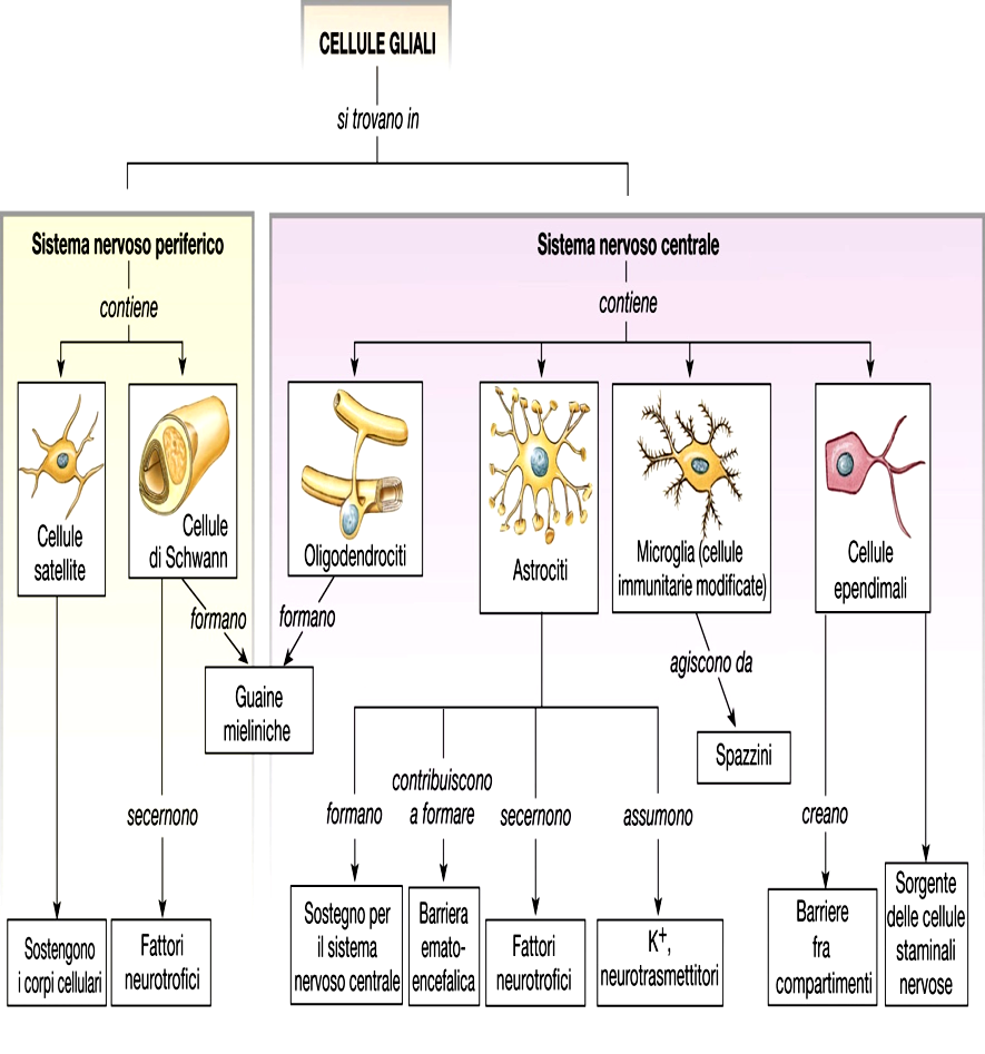 Le cellule gliali Glia o Neuroglia Collante (GLIA-COLLA) nervoso