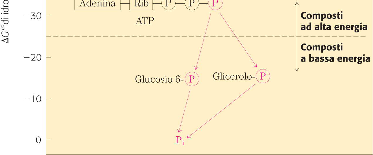 FOSFOCREATINA una FONTE ADDIZIONALE di ATP nelle Fibre Bianche gruppo guanidinico DEPOSITO di ATP VELOCITA Fino a 6 volte la