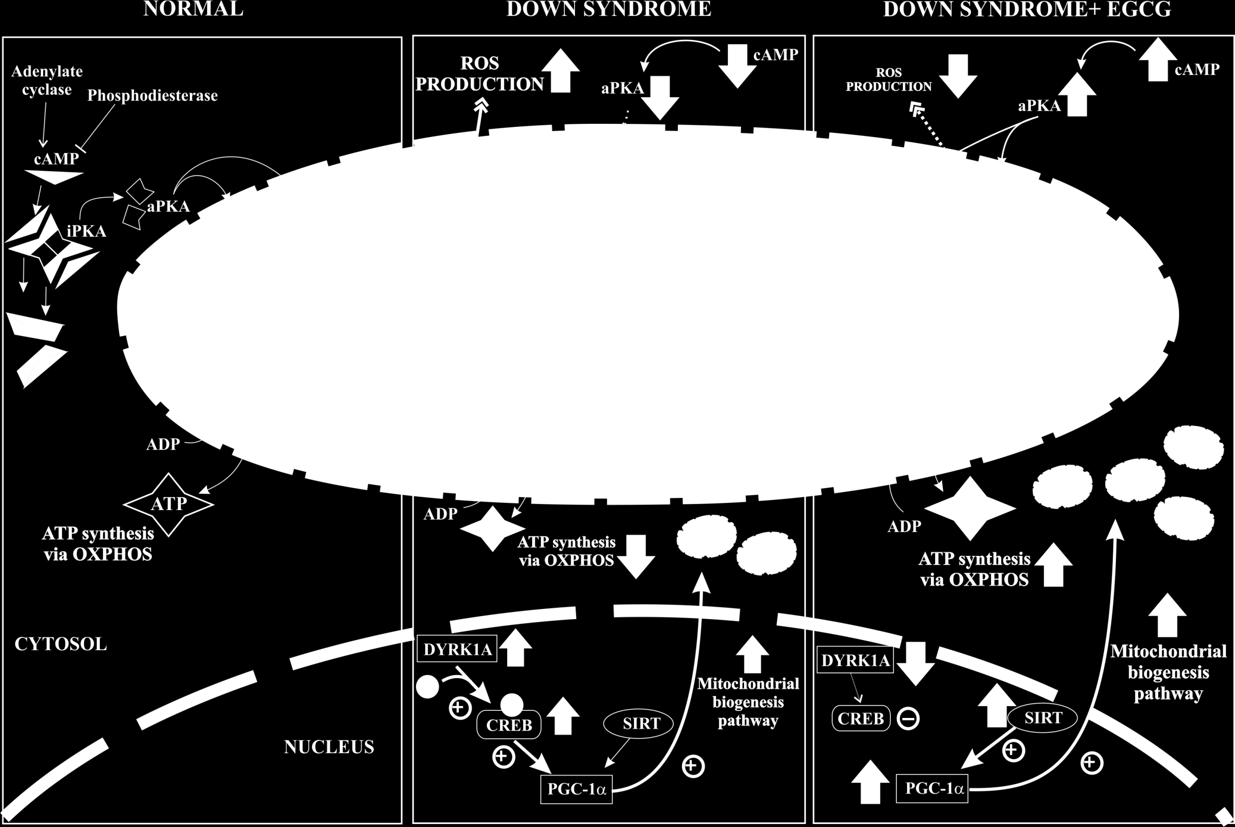 The energy metabolism in