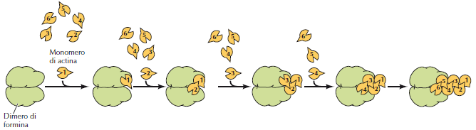 La polimerizzazione dei microfilamenti di actina comincia in un centro di nucleazione in cui la proteina dimerica Formina assembla i primi monomeri di actina G.