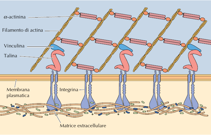 Associazione del citoscheletro di actina alla membrana plasmatica: Adesioni focali integrine matrice