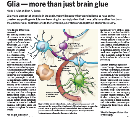 GLIA: 90% Oligodentrociti Mielina (sclerosi multipla) Microglia (sistema immunitario)