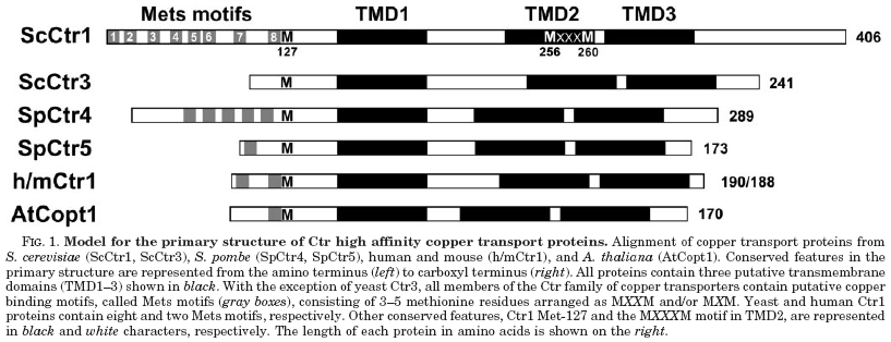 Trasporto del rame in cellule eucariotiche. Il trasportatore di membrana Ctr1 Ctr1 è il principale trasportatore di Cu + nella cellula (Km 1-5 mm).