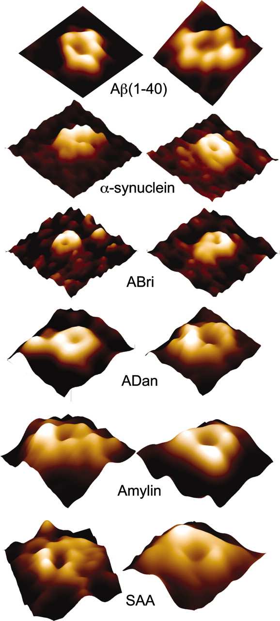 Analogia morfologica con oligomeri di β-amiloide