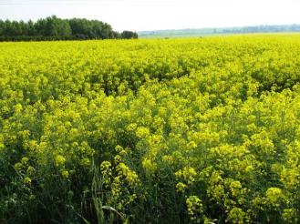 Produzione di biodiesel nei Paesi dell Unione Europea. Anni 2002-2009 Migliaia di t 10.000 9.000 8.000 Tecnologie di produzione da colture dedicate e mercato in costante espansione 7.755 9.046 7.