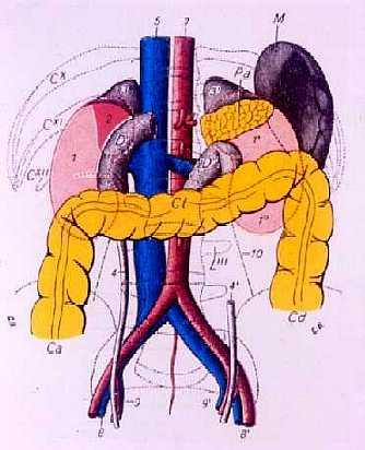 RAPPORTI ANATOMICI L aorta addominale (Aa) dall orifizio aortico del diaframma giunge a livello della IV vertebra lombare Si trova nel retroperitoneo mediano DESTRA ANTERIORMENTE E