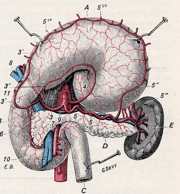 TRIPODE CELIACO Sorge dalla parete anteriore dell Ao, subito dopo orifizio aortico del diaframma.