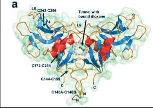 LOX-1 è una glicoproteina di membrana appartenente alla famiglia delle lectine di tipo C; individuato inizialmente nelle cellule endoteliali dei vasi aortici bovini con la