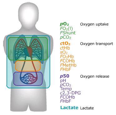 The Deep Picture and lactate La capacità del sangue arterioso di fornire ossigeno ai tessuti dipende da una combinazione di consumo, trasporto e il rilasciodi