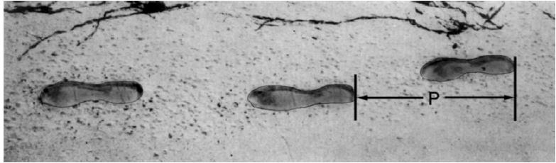 La popolazione è rimasta invariata negli ultimi tre censimenti. C. La popolazione nel decennio 1911 1921 è aumentata di circa quattro milioni di persone. D.