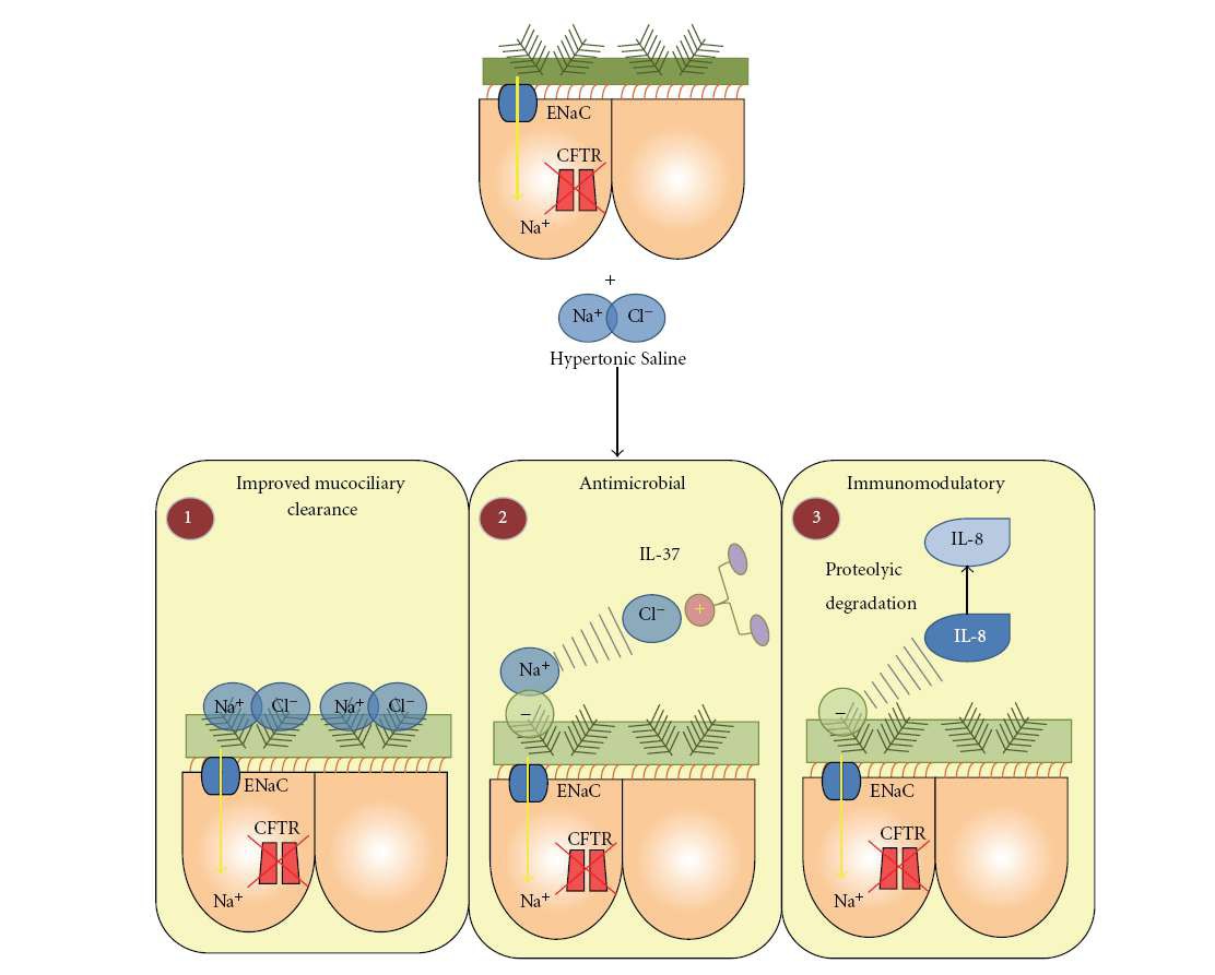 Schematic representation of the antimicrobial, immunomodulatory and mucolytic properties of HS. 1.