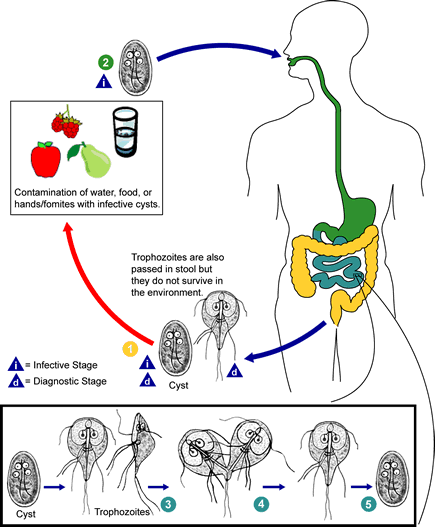 1) Ingestione delle cisti da acqua o alimenti contaminati 2) Nell intestino da ogni cisti si liberano