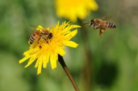 I PUNTI DI FORZA DEI NOSTRI PRODOTTI METODI DI COLTIVAZIONE SOSTENIBILI Produzione Biologica