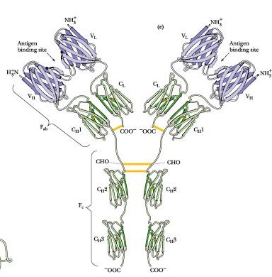 Informa su presenza e quantità di un analita, ma non sulle proprietà biochimiche Binding Binding (es PM) o sulla