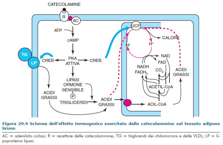 TERMOGENESI -PRODUZIONE DI CALORE Tessuto adiposo bianco: Ruolo diretto nella produzione di calore in situ attraverso: ossidazione locale degli acidi