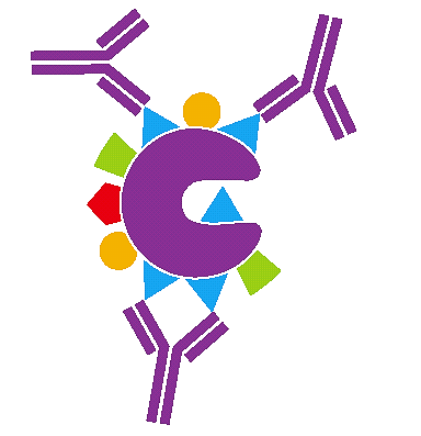 Cellule di mieloma Ibridomi selezionati e clonati In vitro