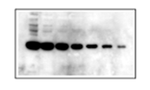 A cosa serve il Western Blot? Qual è la proteina che mi interessa? SDS-PAGE e Western blot - - + +? Quanta proteina di interesse c è?