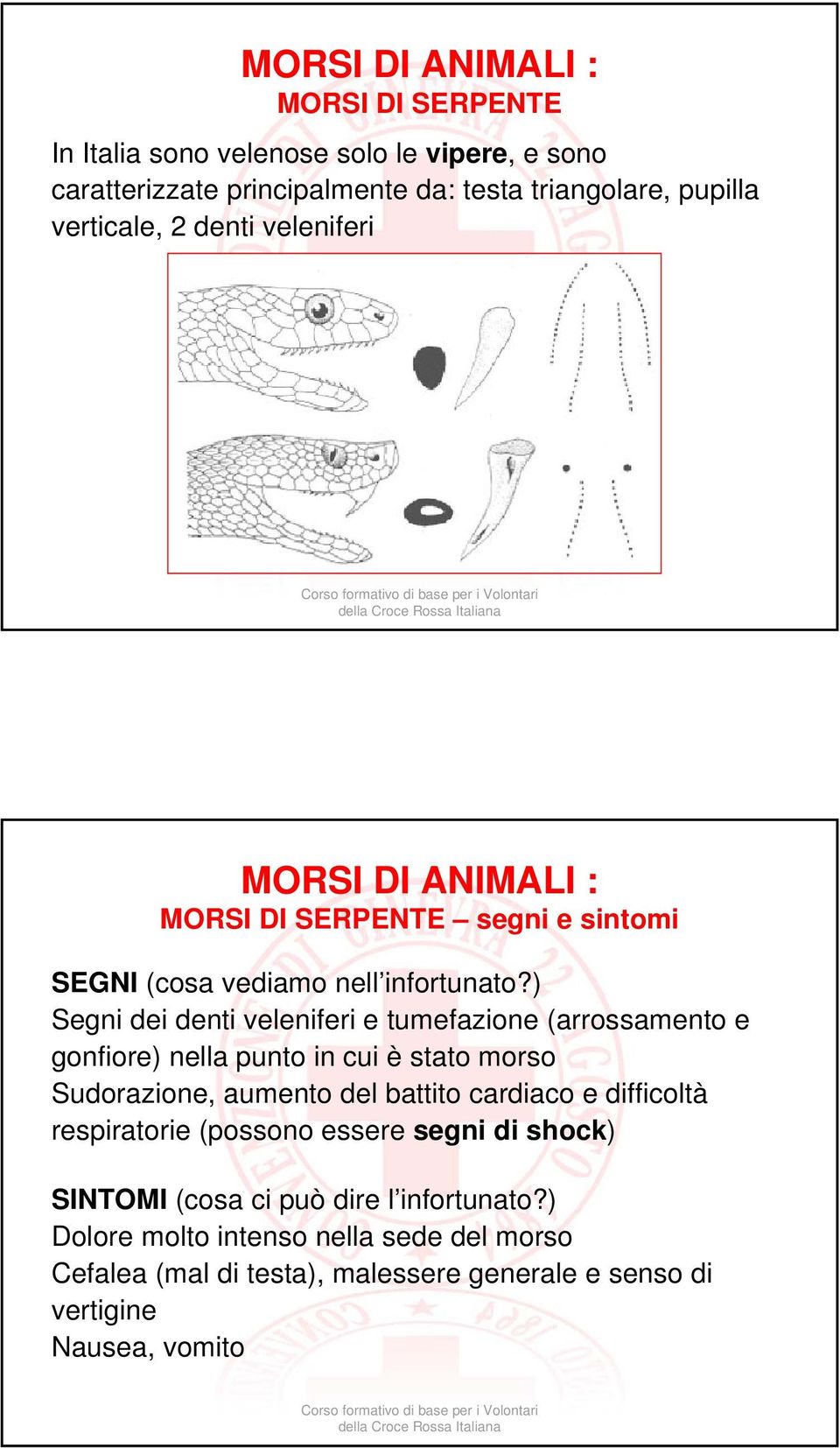 ) Segni dei denti veleniferi e tumefazione (arrossamento e gonfiore) nella punto in cui è stato morso Sudorazione, aumento del battito cardiaco e difficoltà