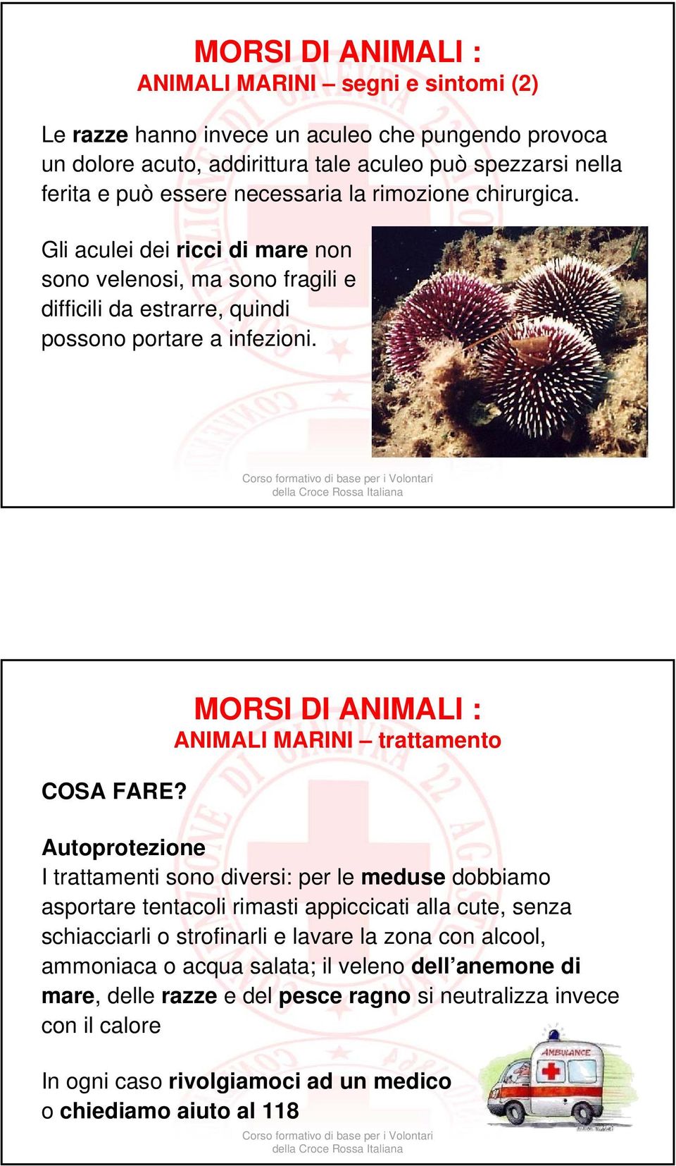 MORSI DI ANIMALI : ANIMALI MARINI trattamento Autoprotezione I trattamenti sono diversi: per le meduse dobbiamo asportare tentacoli rimasti appiccicati alla cute, senza schiacciarli o