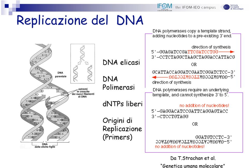 di Replicazione (Primers) Da T.