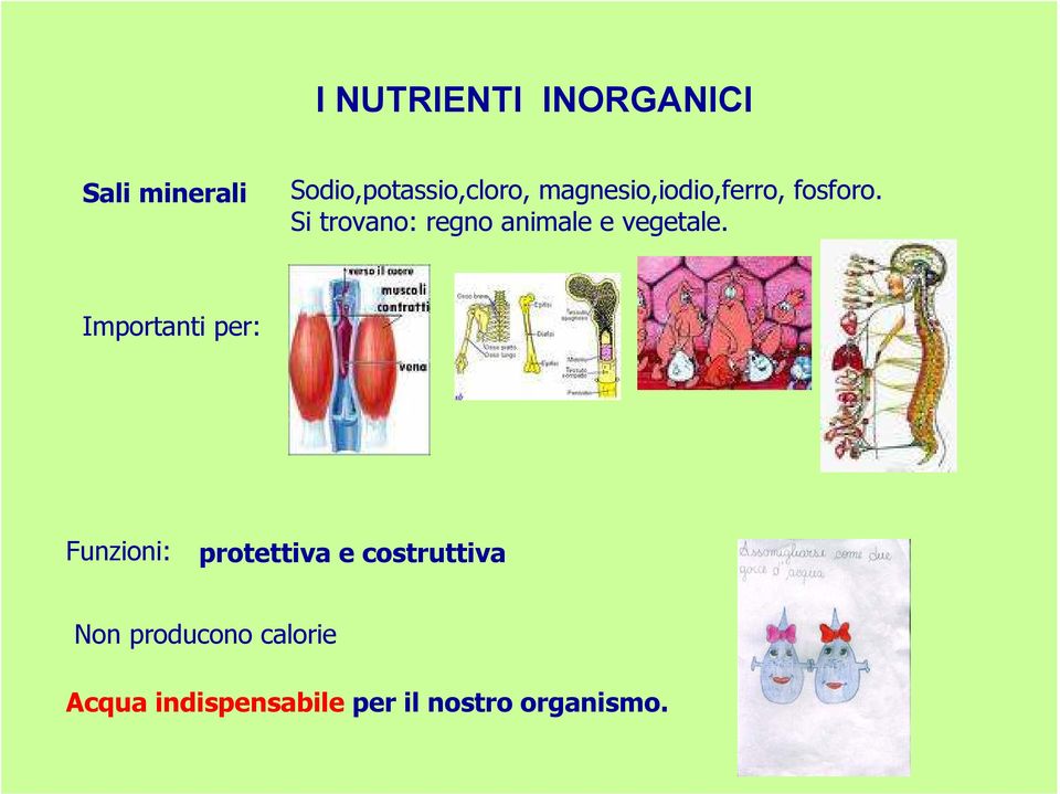 Si trovano: regno animale e vegetale.