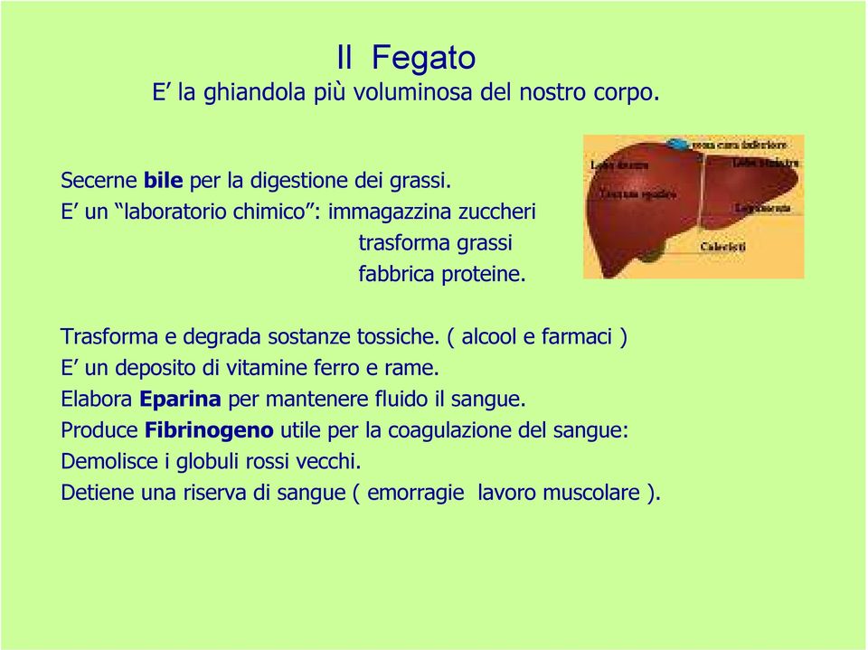 ( alcool e farmaci ) E un deposito di vitamine ferro e rame. Elabora Eparina per mantenere fluido il sangue.