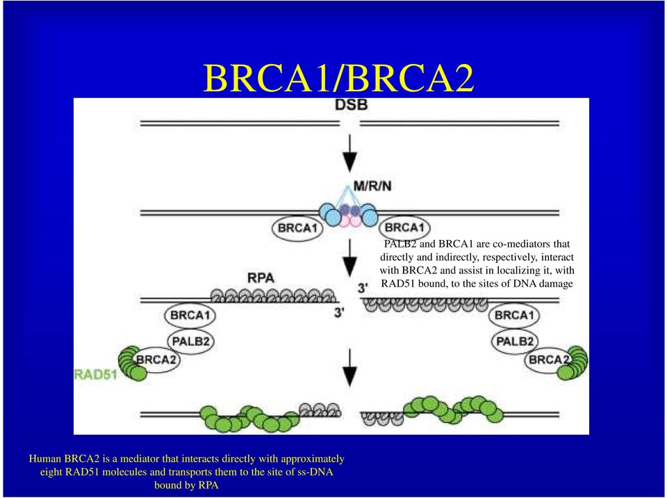 to the sites of DNA damage Human BRCA2 is a mediator that interacts directly with