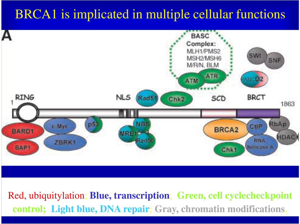 transcription; Green, cell cyclecheckpoint