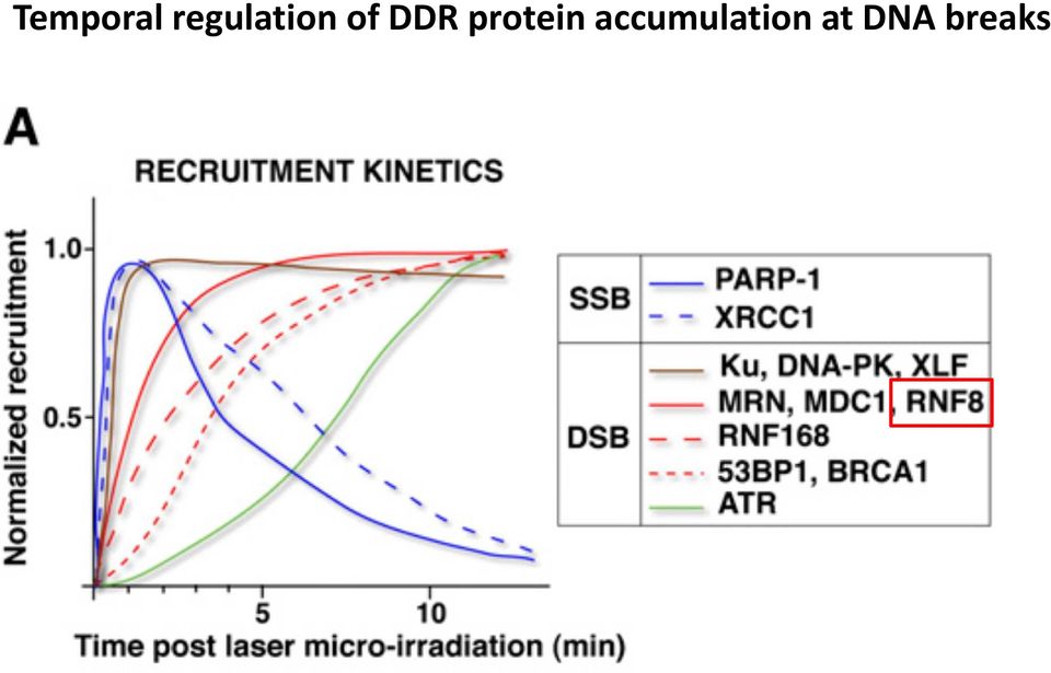 DDR protein