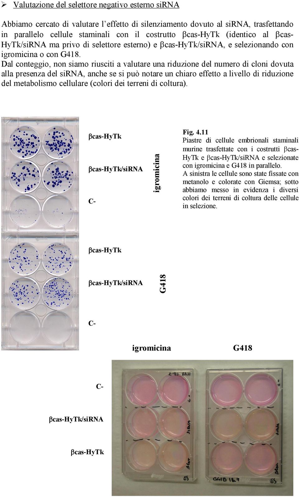 Dal conteggio, non siamo riusciti a valutare una riduzione del numero di cloni dovuta alla presenza del sirna, anche se si può notare un chiaro effetto a livello di riduzione del metabolismo