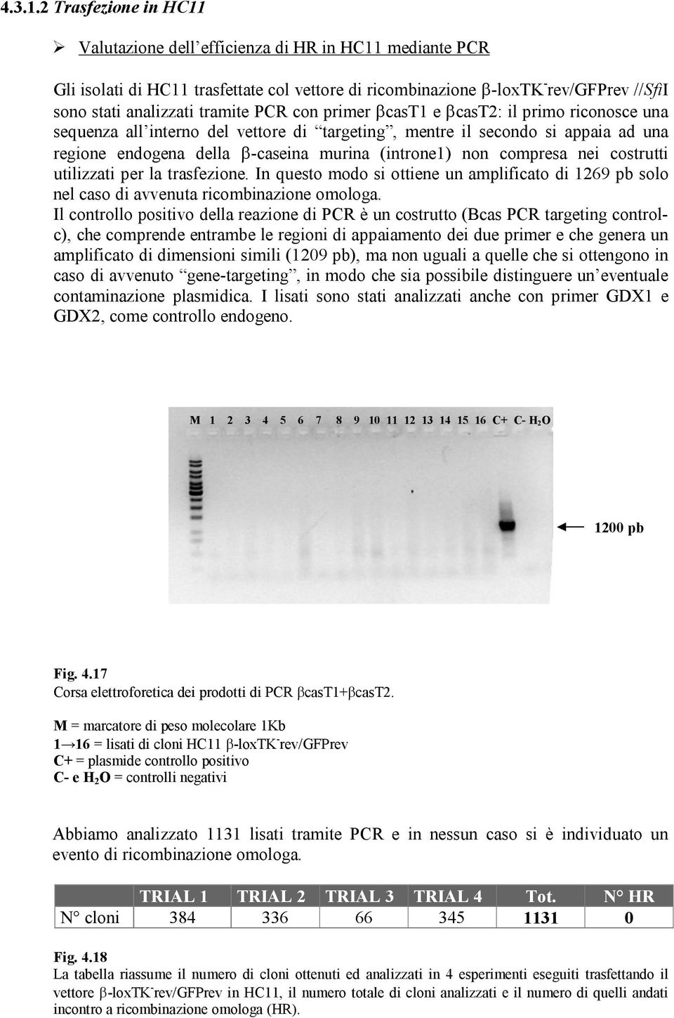 PCR con primer βcast1 e βcast2: il primo riconosce una sequenza all interno del vettore di targeting, mentre il secondo si appaia ad una regione endogena della β-caseina murina (introne1) non