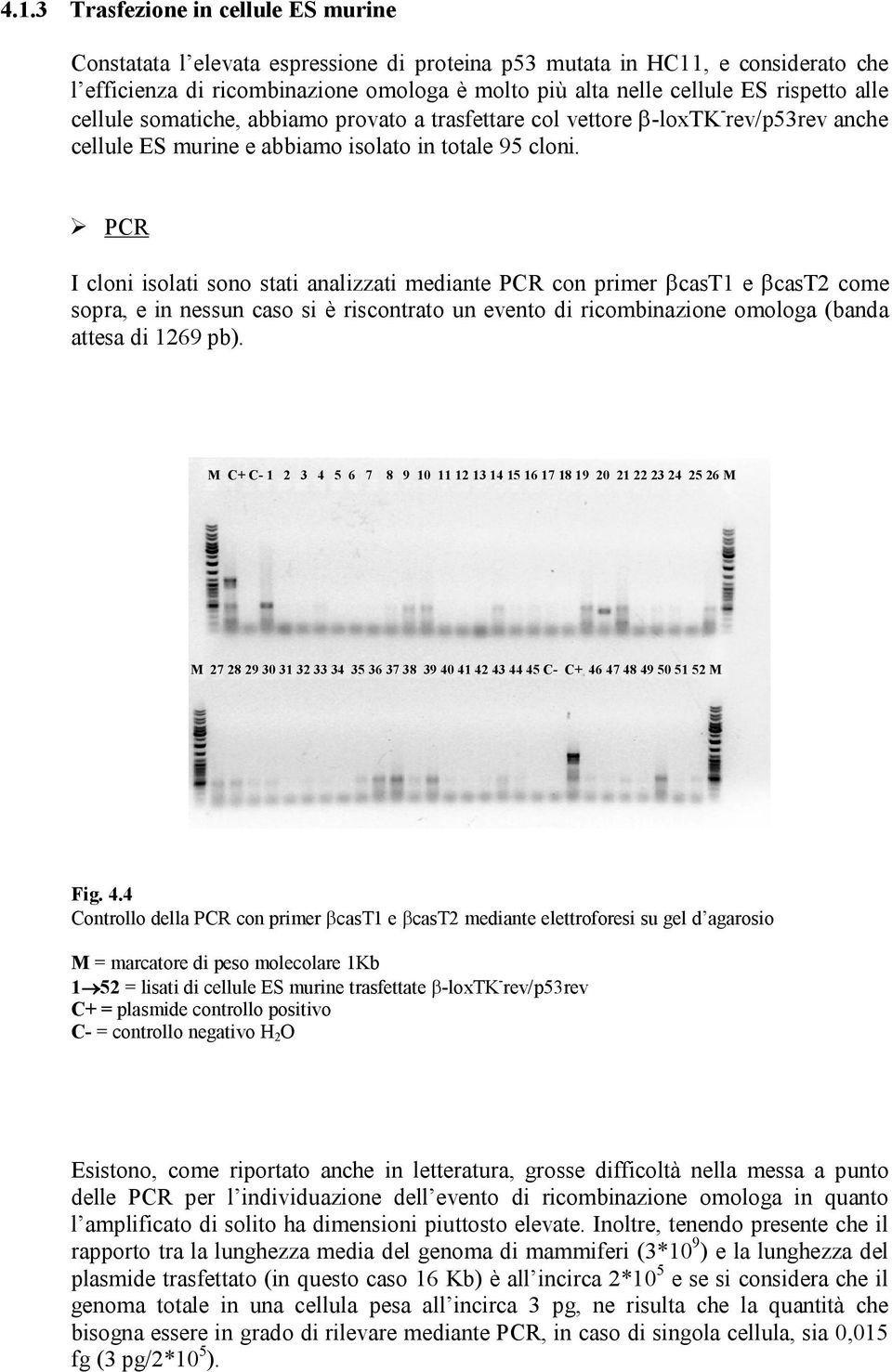 PCR I cloni isolati sono stati analizzati mediante PCR con primer βcast1 e βcast2 come sopra, e in nessun caso si è riscontrato un evento di ricombinazione omologa (banda attesa di 1269 pb).