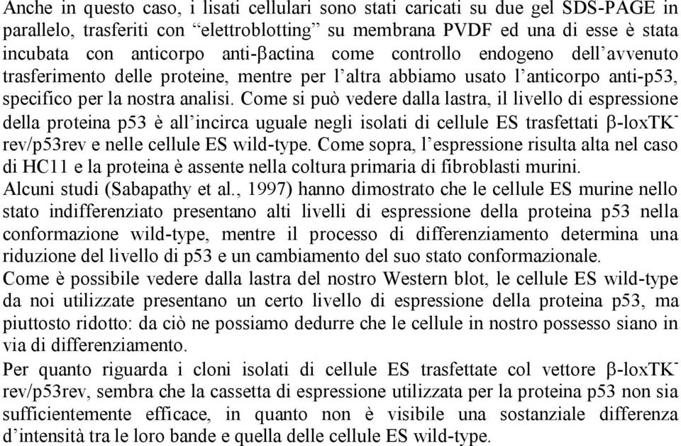 Come si può vedere dalla lastra, il livello di espressione della proteina p53 è all incirca uguale negli isolati di cellule ES trasfettati β-loxtk - rev/p53rev e nelle cellule ES wild-type.