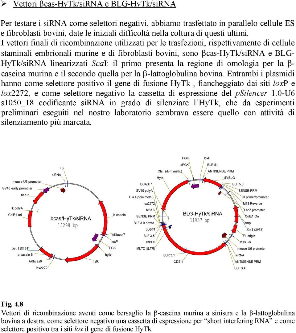 I vettori finali di ricombinazione utilizzati per le trasfezioni, rispettivamente di cellule staminali embrionali murine e di fibroblasti bovini, sono βcas-hytk/sirna e BLG- HyTk/siRNA linearizzati