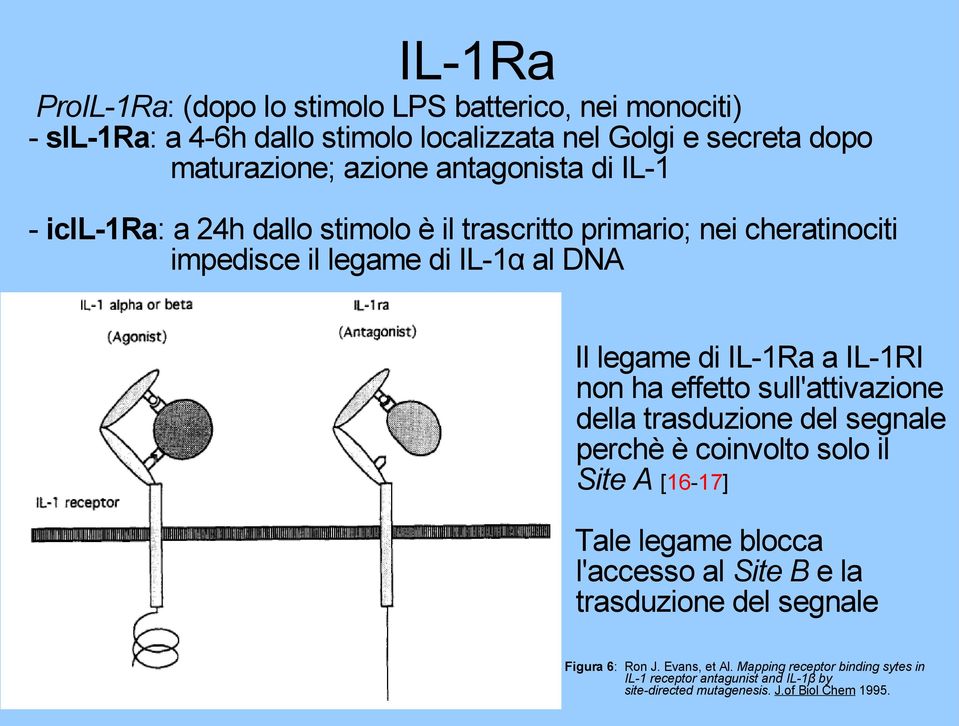 IL-1RI non ha effetto sull'attivazione della trasduzione del segnale perchè è coinvolto solo il Site A [16-17] Tale legame blocca l'accesso al Site B e la