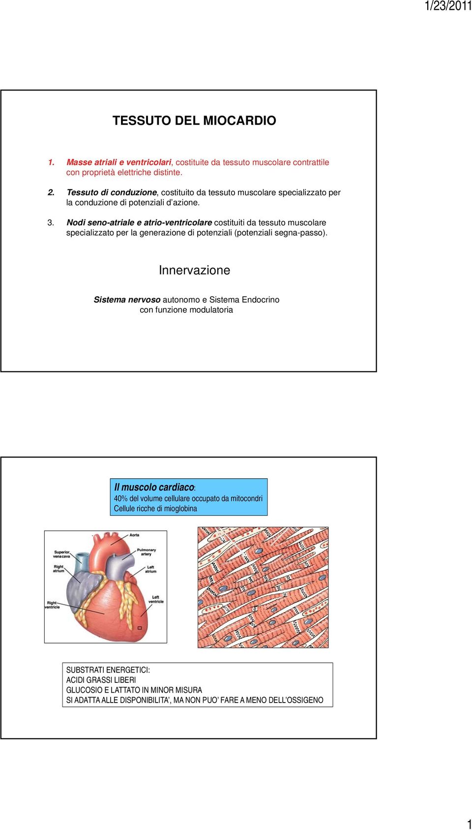 Nodi seno-atriale e atrio-ventricolare costituiti da tessuto muscolare specializzato per la generazione di potenziali (potenziali segna-passo).