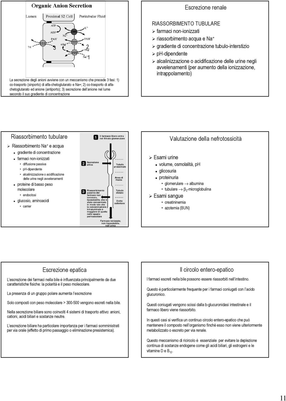 tubulo-interstizio ph-dipendente alcalinizzazione o acidificazione delle urine negli avvelenamenti (per aumento della ionizzazione, intrappolamento) Riassorbimento tubulare Riassorbimento Na + e