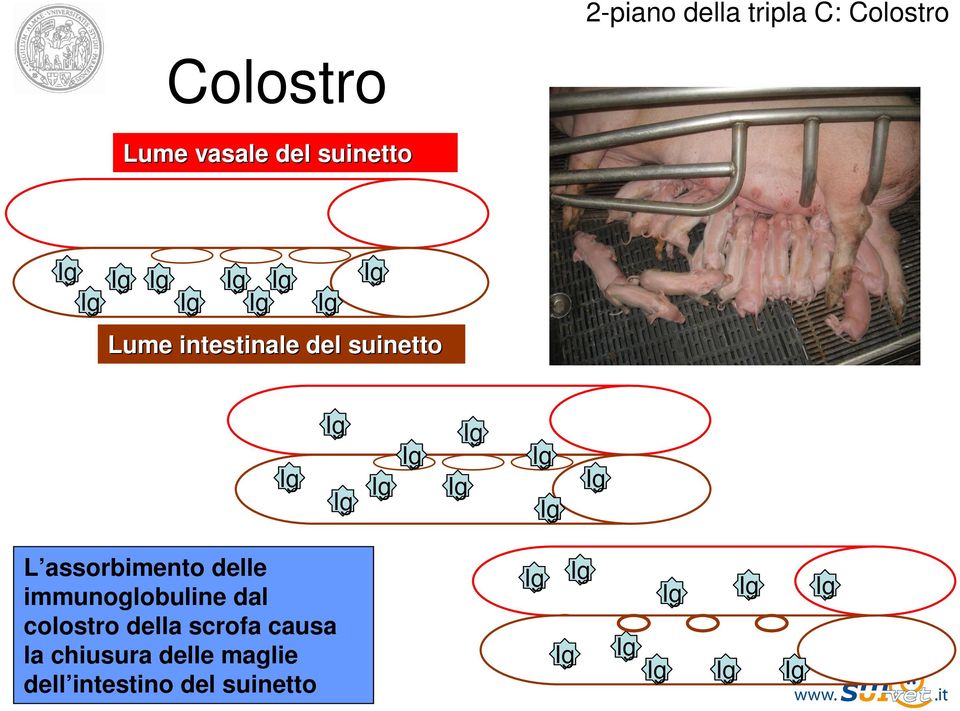 assorbimento delle immunoglobuline dal colostro della