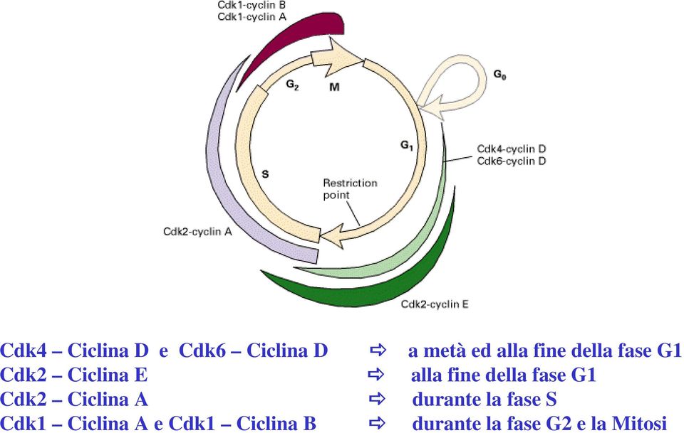 fase G1 Cdk2 Ciclina A durante la fase S Cdk1