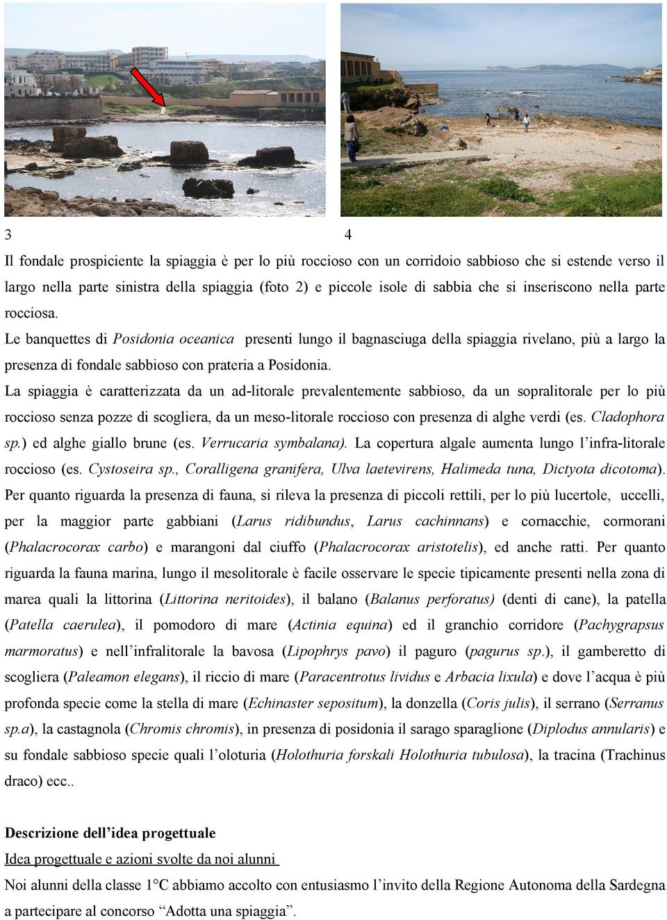 La spiaggia è caratterizzata da un ad-litorale prevalentemente sabbioso, da un sopralitorale per lo più roccioso senza pozze di scogliera, da un meso-litorale roccioso con presenza di alghe verdi (es.