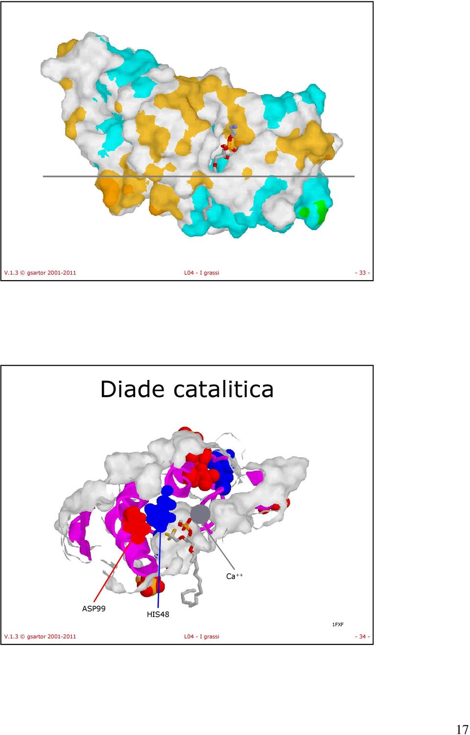 Ca ++ AP99 I48 1FXF  grassi -